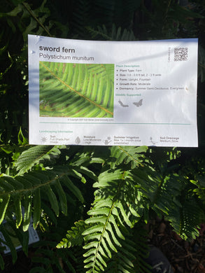 Polystichum munitum Sword Fern