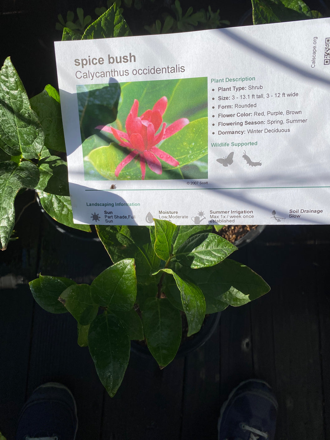 Calycanthus occidentalis Spice Bush