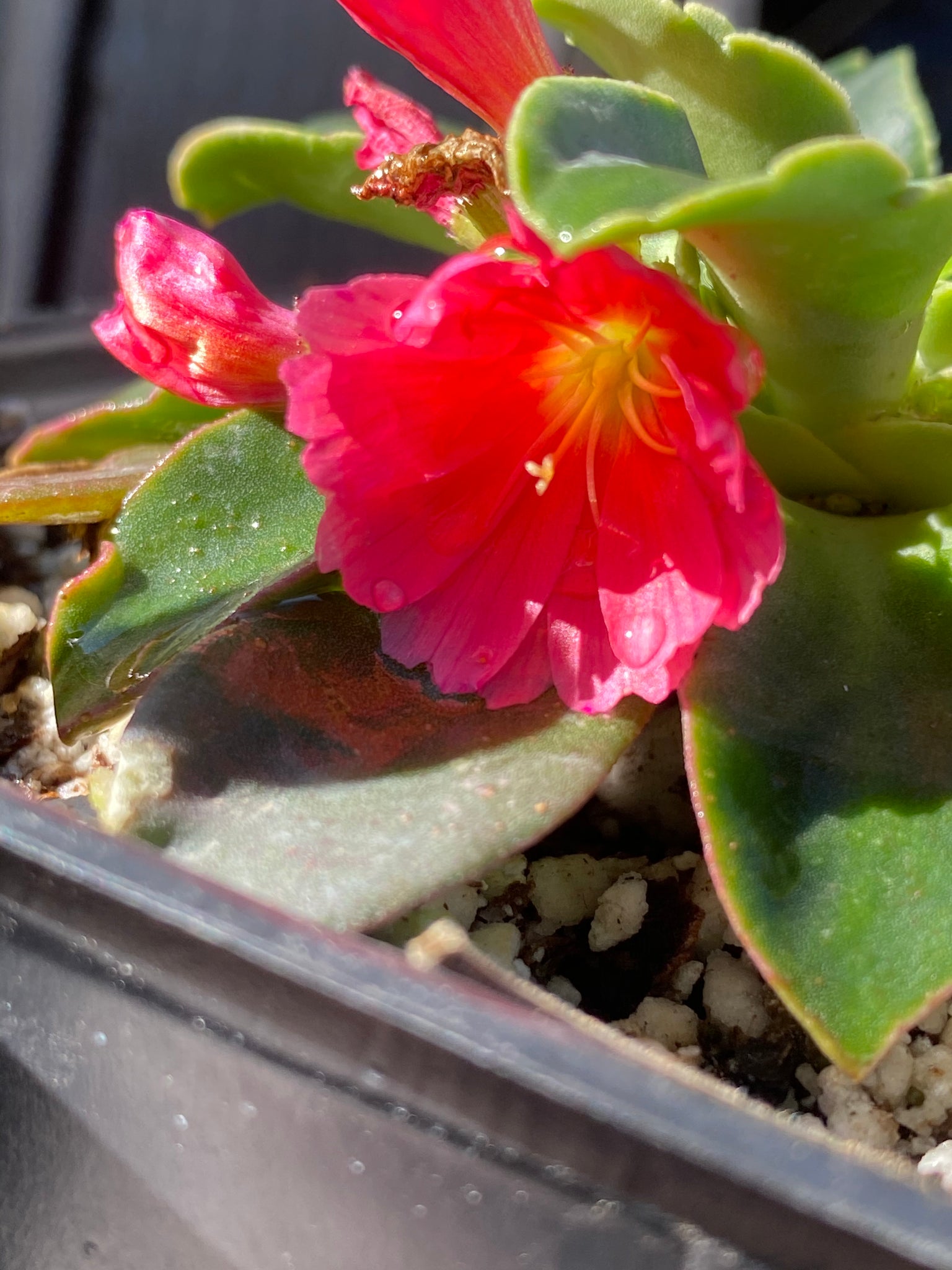 succulent lewisia Lewisia longipetala & cotyledon Cliff Succulent 'Little Peach' & 'Suns – Neel's Nursery