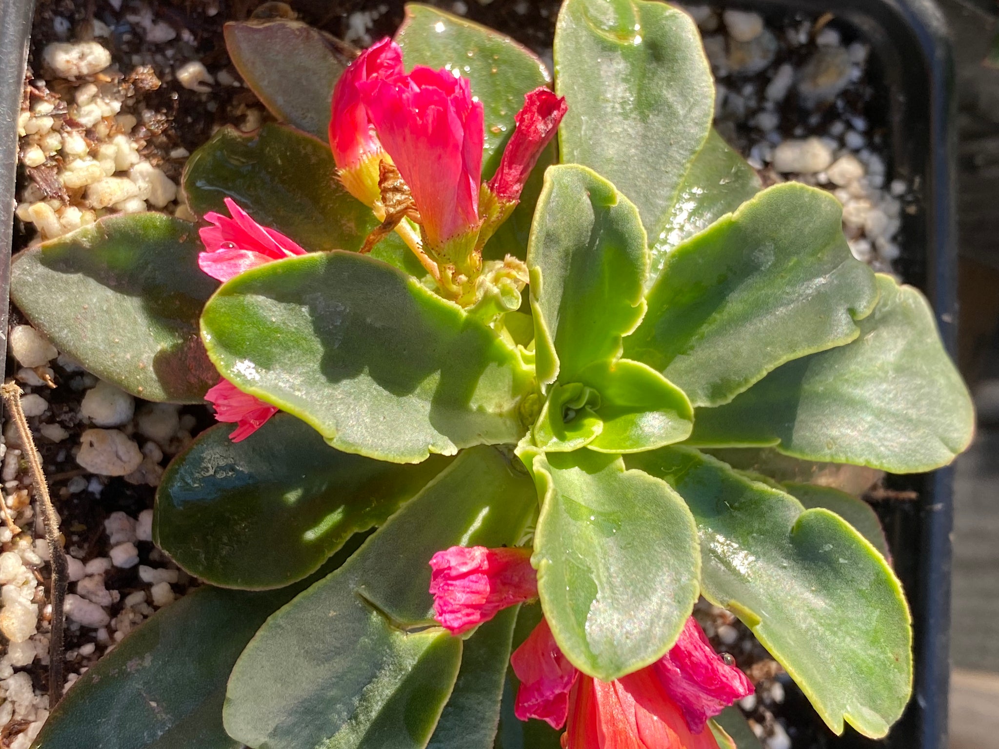 succulent lewisia Lewisia longipetala & cotyledon Cliff Succulent 'Little Peach' & 'Suns – Neel's Nursery