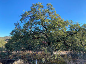 Quercus engelmannii Engelmann Oak