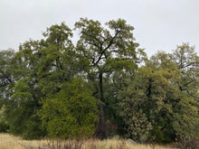 Load image into Gallery viewer, Quercus engelmannii Engelmann Oak