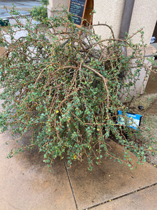 Euphorbia misera Cliff Spurge