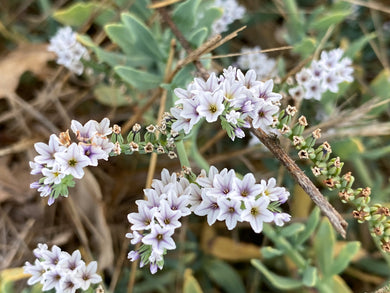 Heliotropium curassavicum Seaside Heliotrope