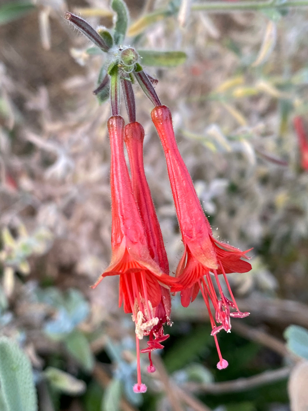 Epilobium 'Catalina' Catalina Fuchsia