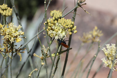 Asclepias subulata Skeleton Milkweed