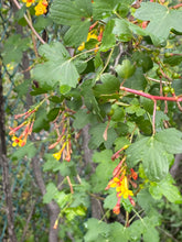 Load image into Gallery viewer, Ribes aureum Golden Currant