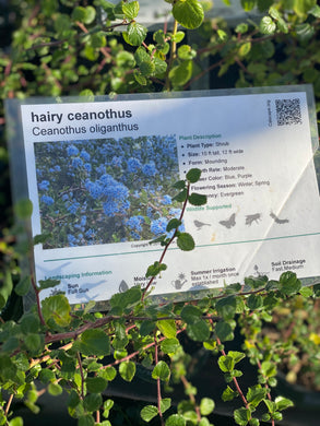 Ceanothus oliganthus Hairy Ceanothus