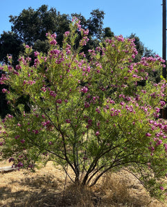 Chilopsis linearis Desert Willow