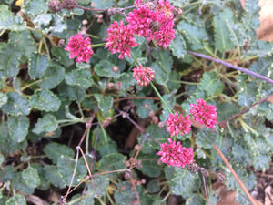 Eriogonum grande var. rubescens Red-flowered Buckwheat