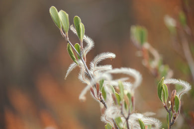 Cercocarpus betuloides Mountain Mahogany