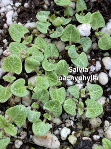 Salvia pachyphylla Blue Sage