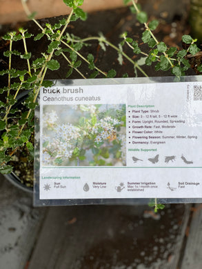 Ceanothus cuneatus Buck Brush