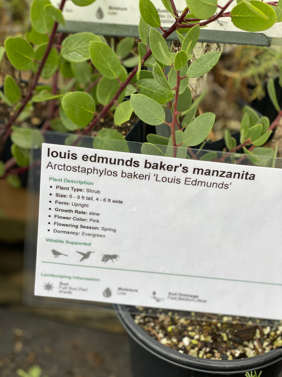 Arctostaphylos bakeri 'Louis Edmunds' Louis Edmunds Baker's Manzanita