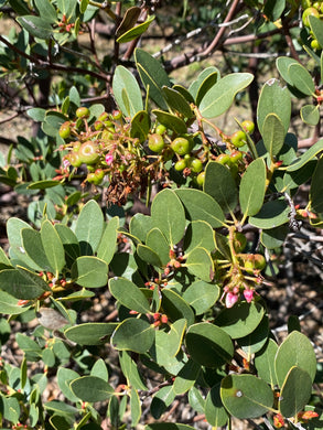 Arctostaphylos insularis & selection 'Canyon Sparkles'