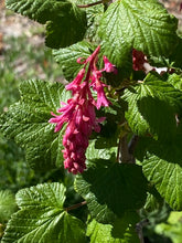 Load image into Gallery viewer, Ribes malvaceum Chaparral Currant