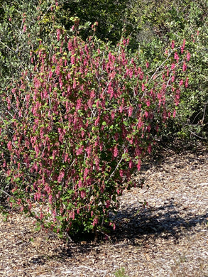 Ribes malvaceum Chaparral Currant