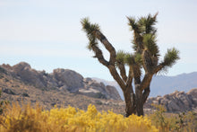 Load image into Gallery viewer, Yucca brevifolia Joshua Tree