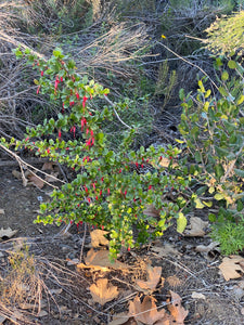 Ribes speciosum Fuchsiaflower Gooseberry Fuchsia flower