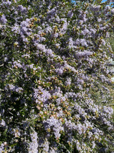 Load image into Gallery viewer, Ceanothus cuneatus Buck Brush