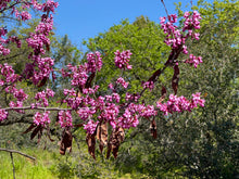 Load image into Gallery viewer, Cercis occidentalis Western Redbud