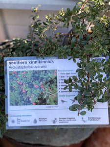 Arctostaphylos uva-ursi Bearberry Manzanita & Selections 'Emerald Carpet'