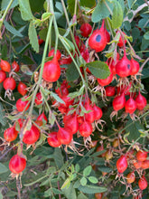 Load image into Gallery viewer, Rosa californica California Wildrose