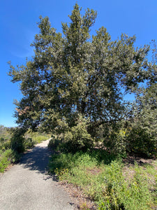 Pinus monophylla Oneneedle Pinyon Pine