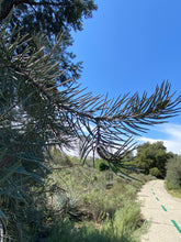 Load image into Gallery viewer, Pinus monophylla Oneneedle Pinyon Pine