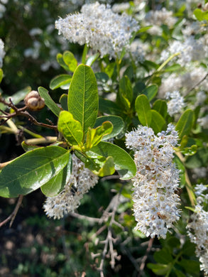 Ceanothus spinosus Greenbark Ceanothus