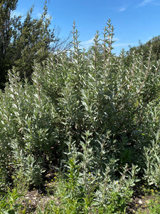 Salvia apiana White Sage & Selections