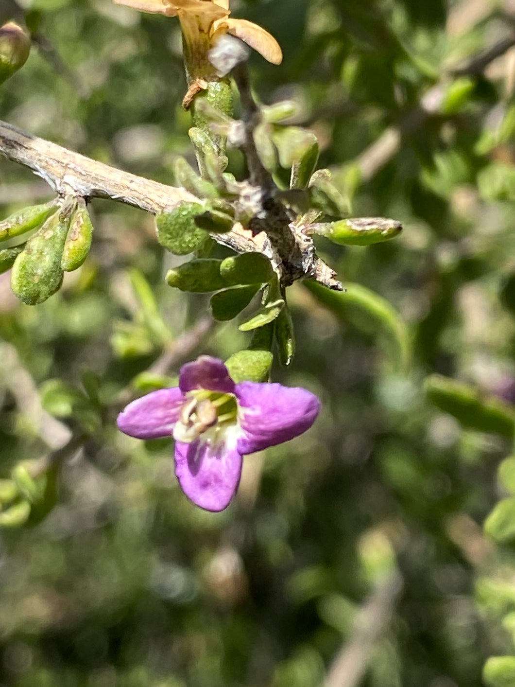 Lycium brevipes Baja Desert Thorn