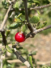 Load image into Gallery viewer, Lycium brevipes Baja Desert Thorn