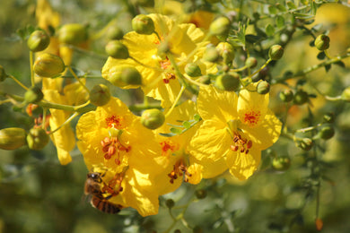 Parkinsonia X ‘Desert Museum’ ( Desert Museum Palo Verde )