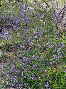 Salvia brandegeei Santa Rosa Island Sage