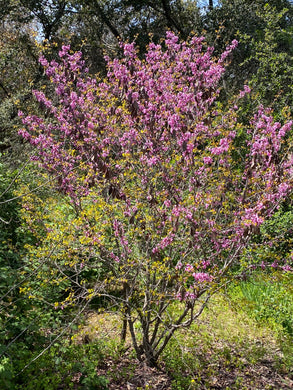 Cercis occidentalis Western Redbud