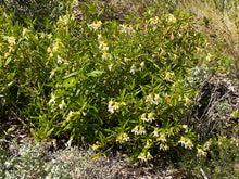 Load image into Gallery viewer, Mimulus &#39;White&#39;