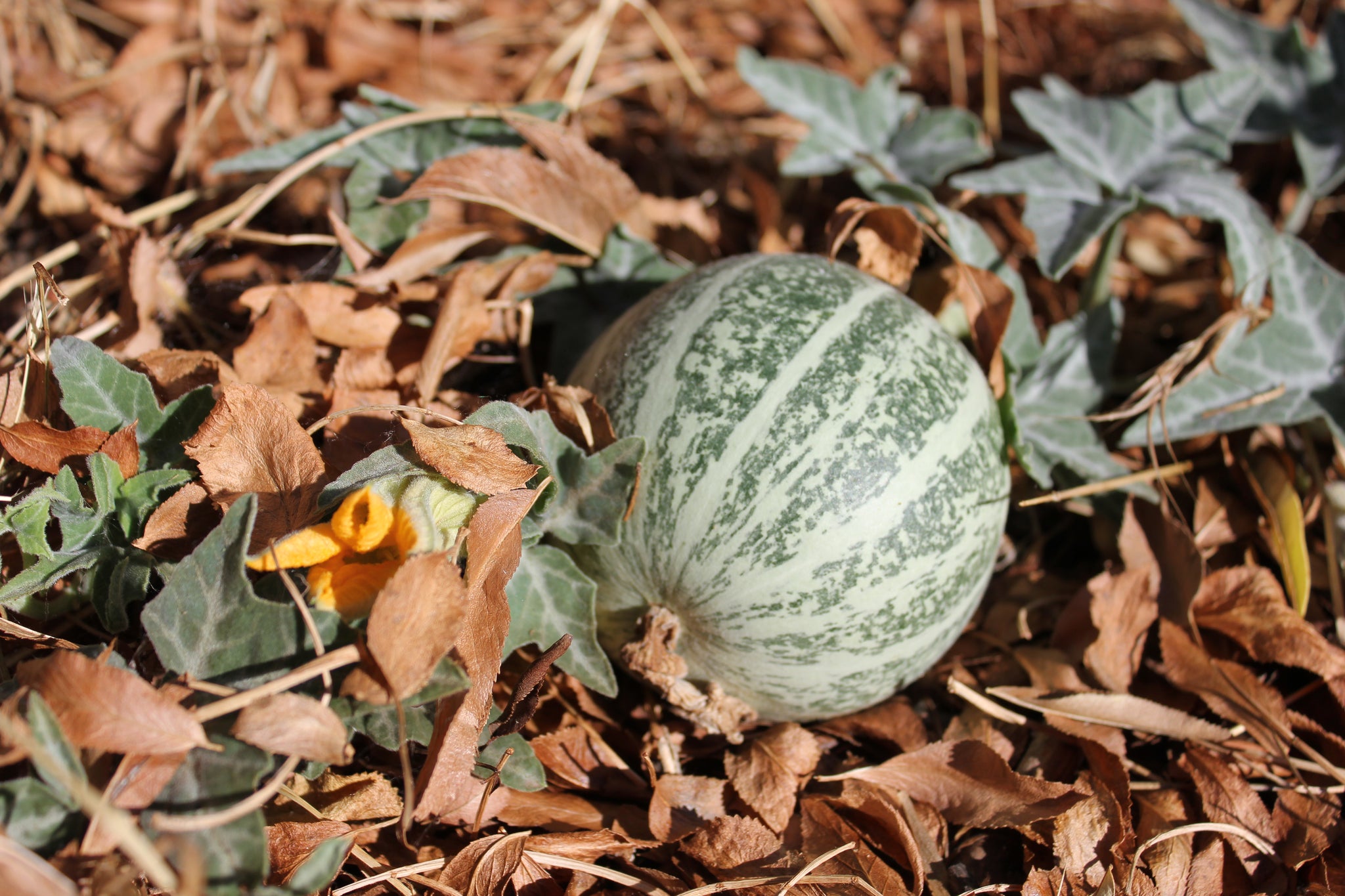 Coyote Gourd Seeds (Cucurbita Palmata) - Pack Of 30 Seeds - Fast-Growing Desert Vine