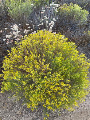 Gutierrezia sarothre & californica - Snakeweed Matchweed - Fine Golden Sphere
