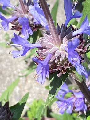 Salvia 'Whirly Blue' S. clevelandii hybrid