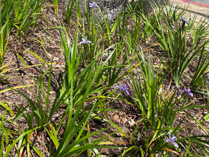 Iris douglasiana  Douglas Iris