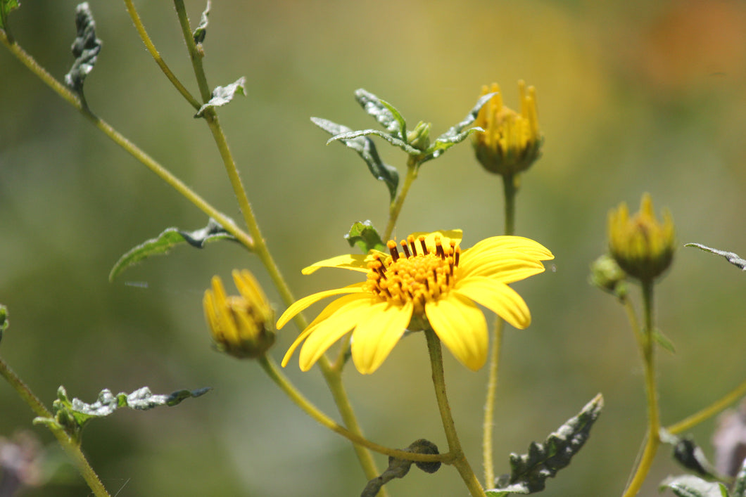 Bahiopsis laciniata San Diego County Sunflower Viguiera