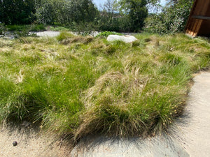 Carex praegracilis Clustered Field Sedge