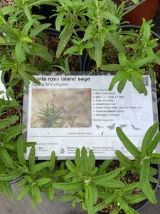 Salvia brandegeei Santa Rosa Island Sage