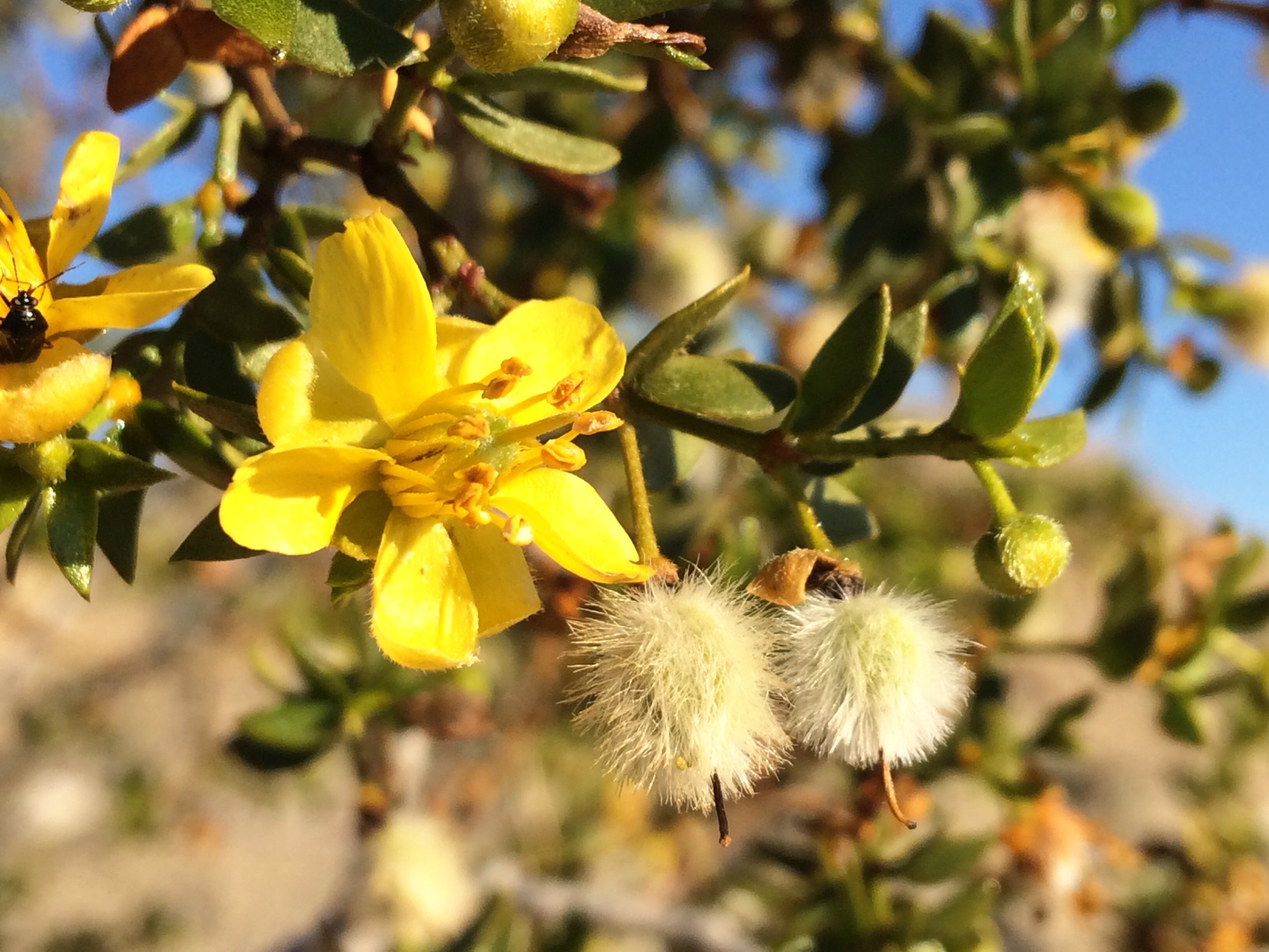Larrea tridentata Creosote Bush