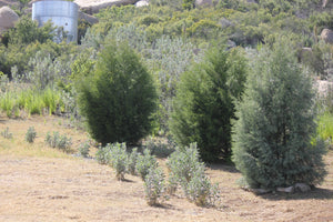 Hesperocyparis forbesii Tecate Cypress