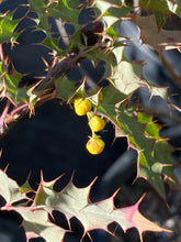 Load image into Gallery viewer, Berberis (Mahonia) nevinii Nevin&#39;s Barberry