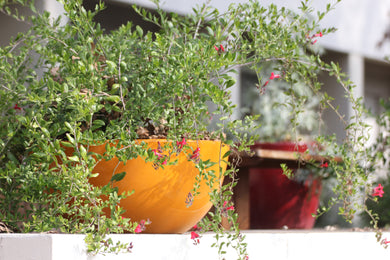 Gambelia speciosa Island Snapdragon & Selections ( Galvezia )