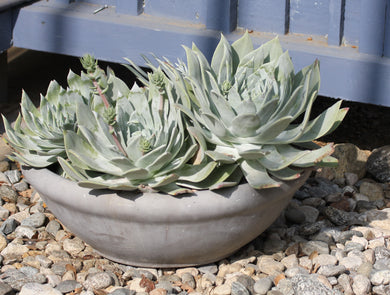 Dudleya pulverulenta Chalk Dudleya