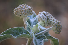 Load image into Gallery viewer, Asclepias eriocarpa Kotolo Milkweed